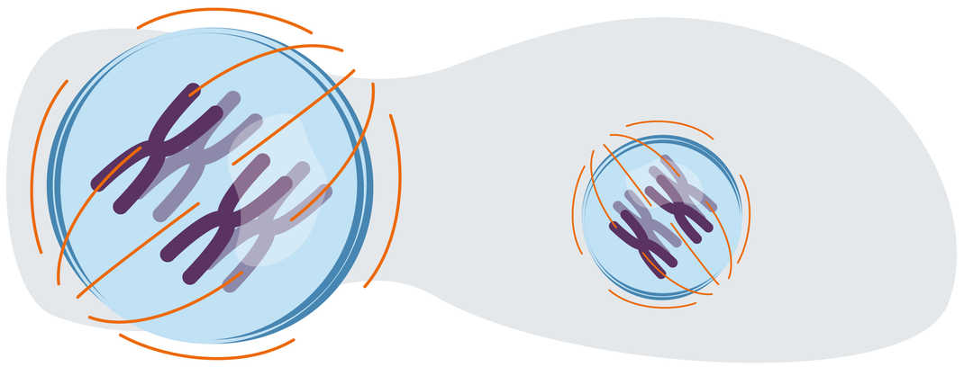 Leben mit CML: Wissen über CML Eine Zelle, die sich gerade in Teilung befindet. Zu sehen sind die Zellspindel und Chromosomen.